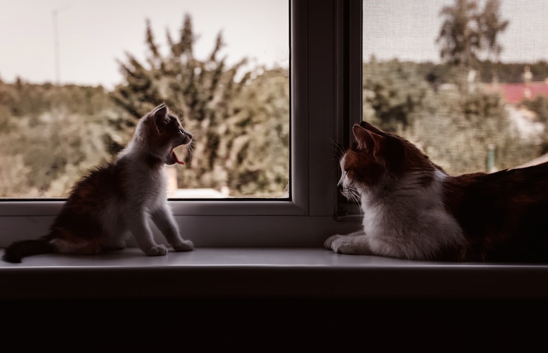 Social Dynamics and Multi-Cat Household Tension (Image Credits: Unsplash)