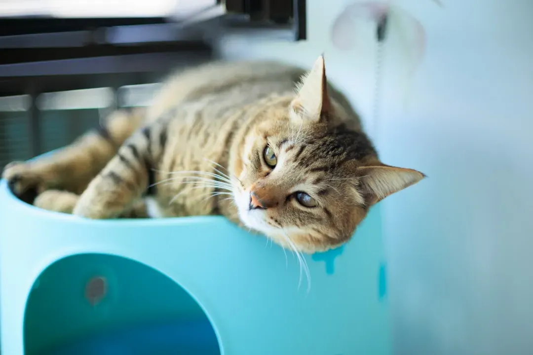 Context Changes Everything About How We See Cats (Image Credits: Unsplash)