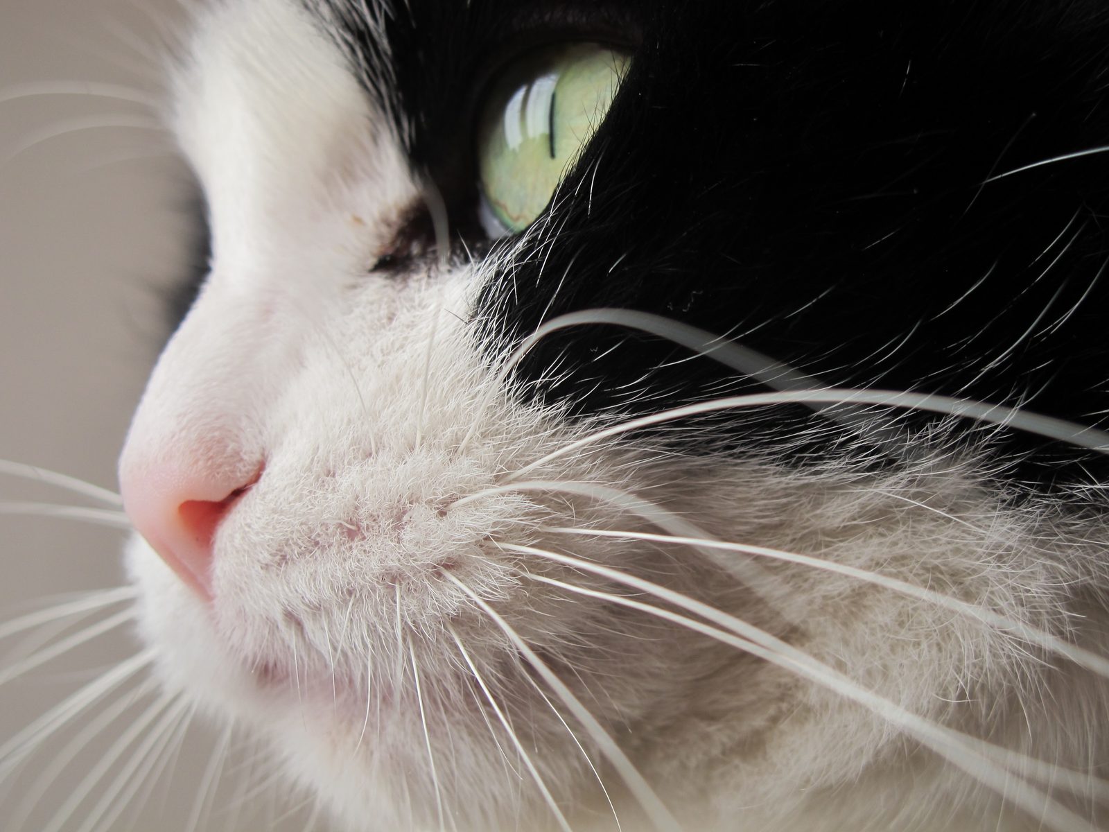 Whiskers: Mood Indicators (Image Credits: Wikimedia)