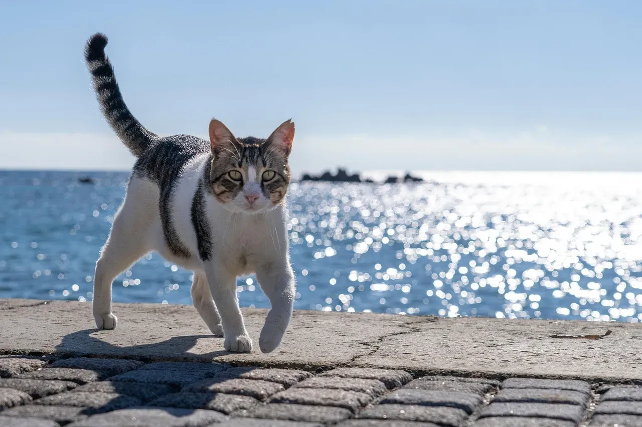 Conclusion: Your Cat Has Been Talking All Along (Image Credits: Pixabay)