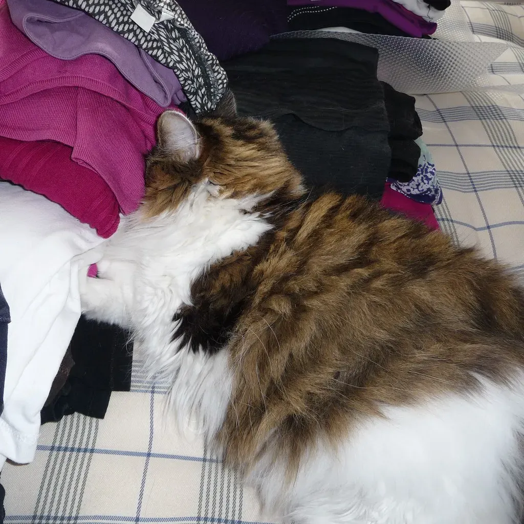 Any Pile of Your Clothing (Image Credits: Flickr)