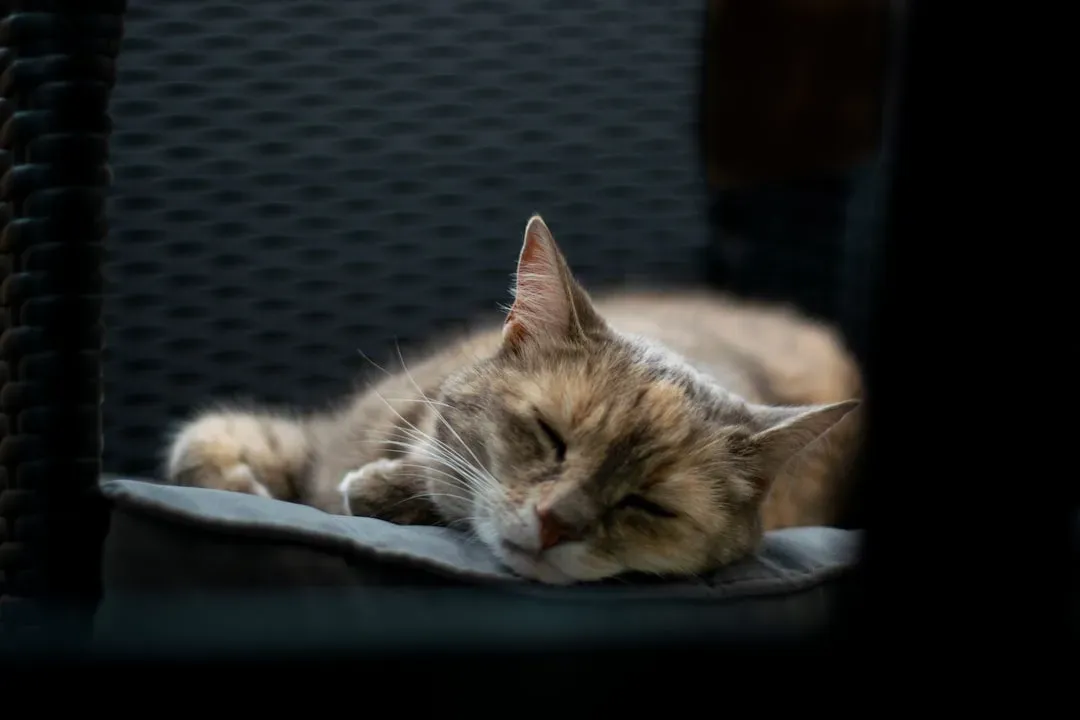 Sleeping Synchronized With Your Schedule (Image Credits: Unsplash)