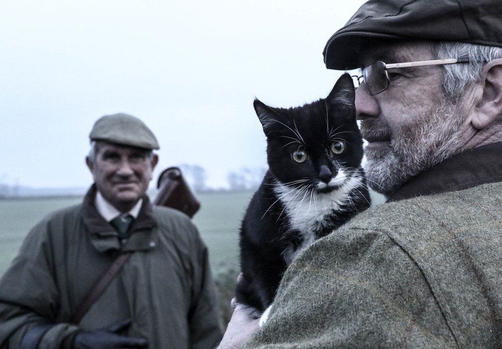 The Evolution of Human-Cat Emotional Bonds (Image Credits: Flickr)