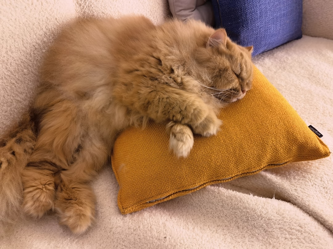 Different Sleeping Positions and Their Meanings (Image Credits: Unsplash)