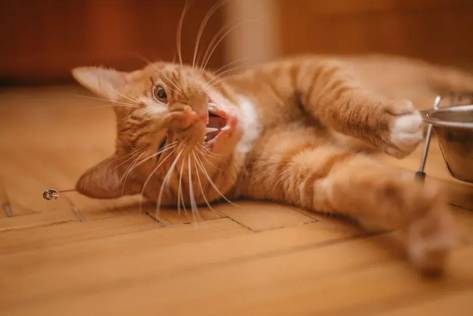 The Role of Overstimulation in Feline Behavior (Image Credits: Pexels)