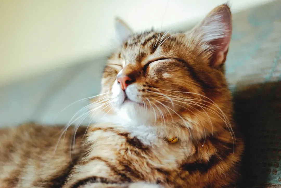 Personality, Health, and Wellbeing: The Surprising Connection (Image Credits: Unsplash)