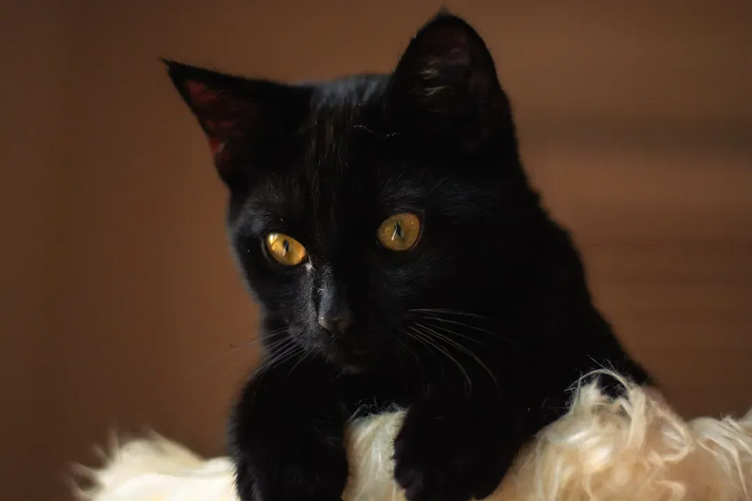 Tale #6: Black Cats Are Bad News Around Halloween (Image Credits: Unsplash)
