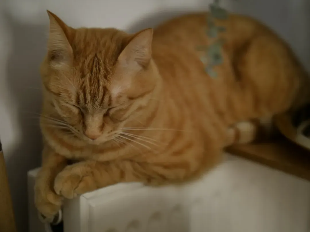 7. A Warm Radiator or Heat Vent: Pure Thermal Bliss (Image Credits: Unsplash)