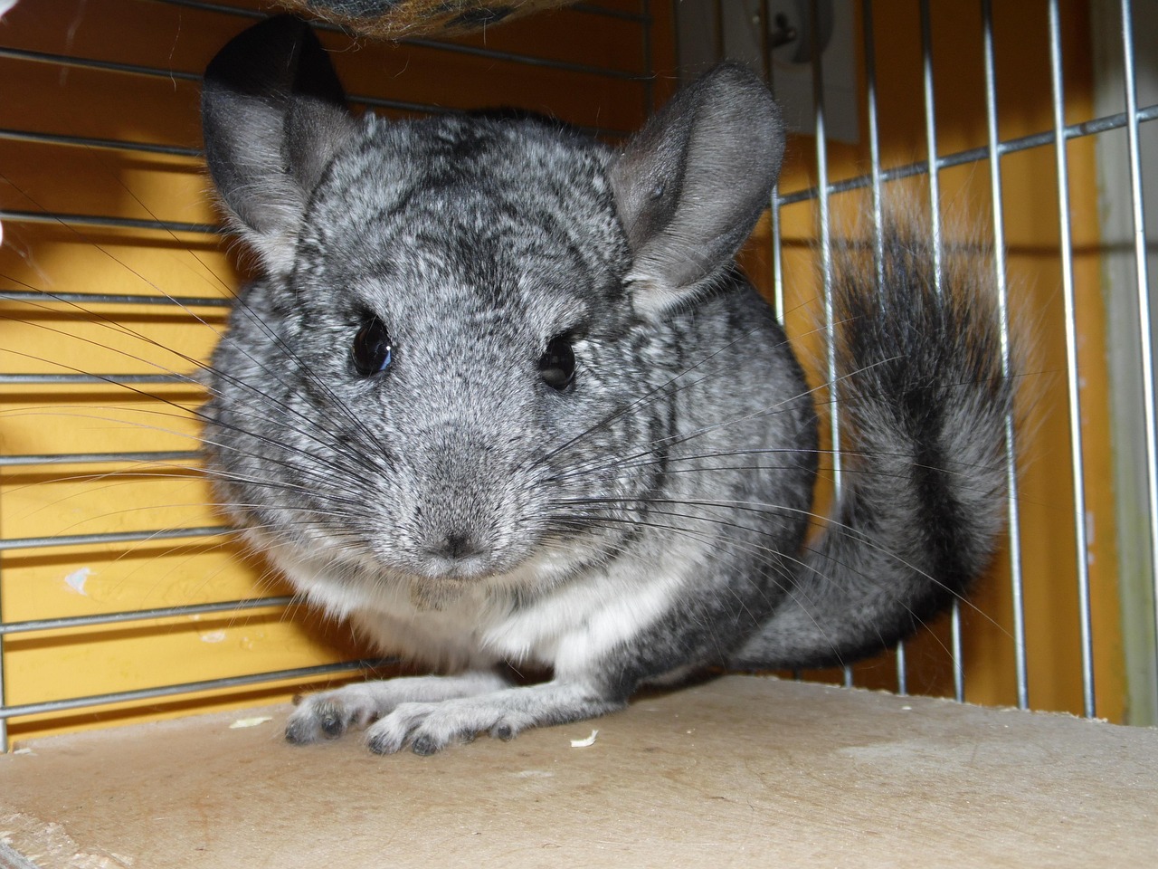 Chinchillas (Image Credits: Pixabay)