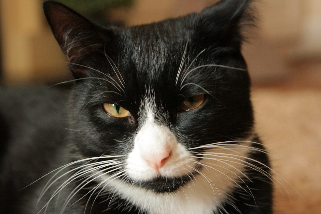 Myth 4: Old Cats Are Automatically Sick and Expensive to Care For (Image Credits: Flickr)