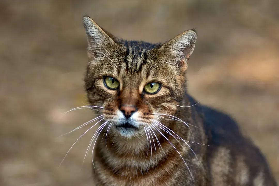 Conclusion: Your Cat Is Living in Two Worlds at Once (Image Credits: Unsplash)