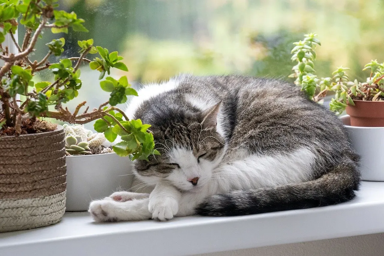 Keep Your Plants Safe for Curious Paws (Image Credits: Pixabay)