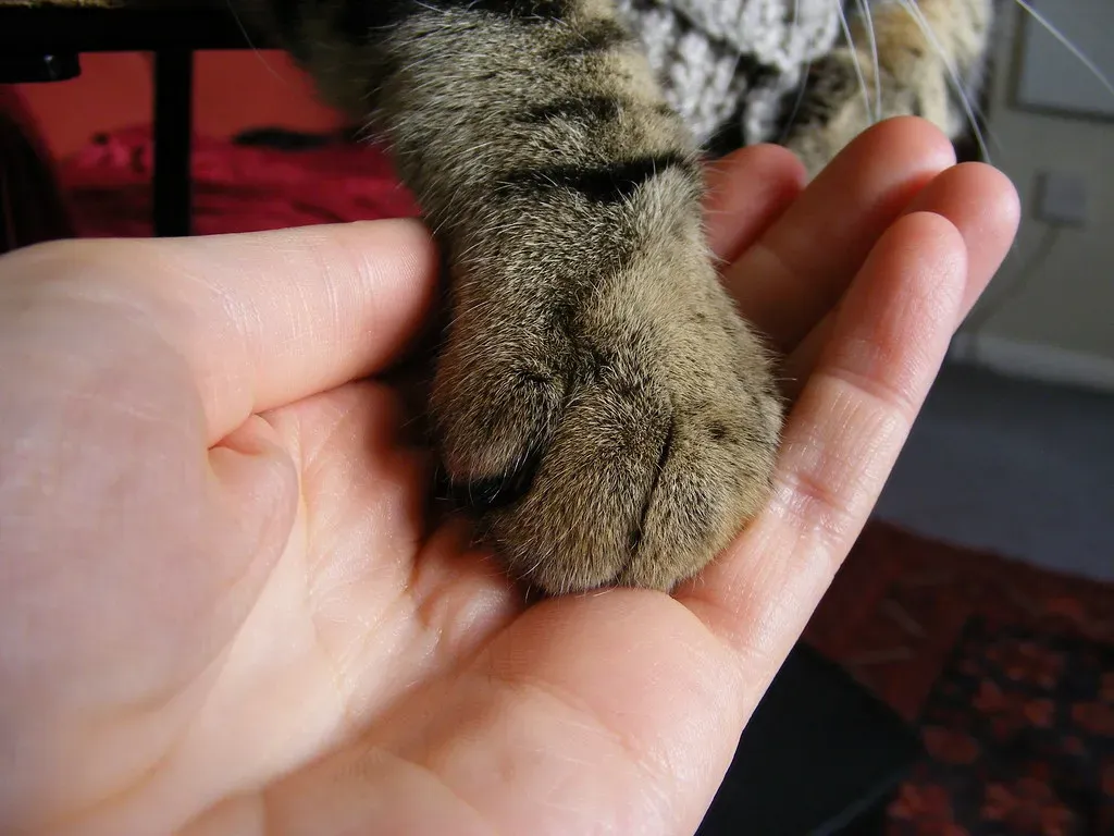 4. Shake Hands (Give Paw): The Charming Gentlecat Greeting (monkeywing, Flickr, CC BY 2.0)