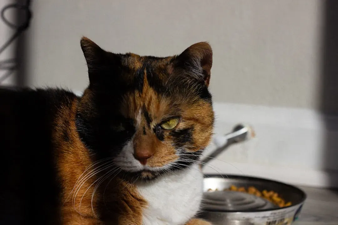 The Monotony Effect: Why Your Cat Suddenly Rejects a Food They Used to Love (Image Credits: Unsplash)