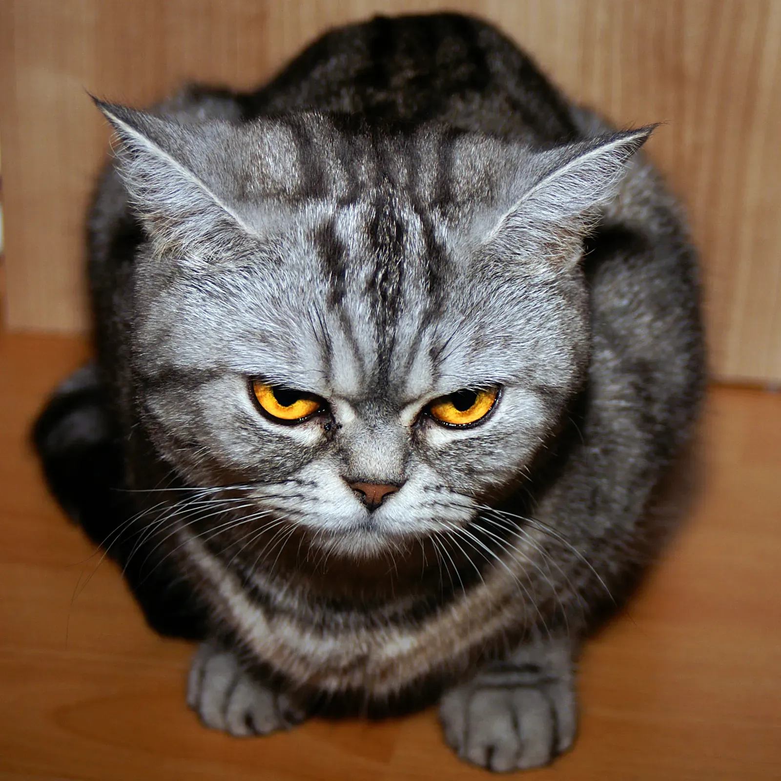 Understanding Offensive Versus Defensive Facial Expressions (Image Credits: Wikimedia)