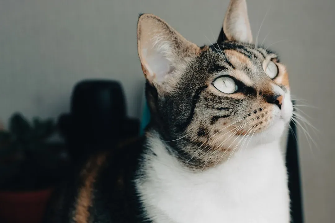 Cross-Modal Integration: When Vision Meets Hearing (Image Credits: Unsplash)