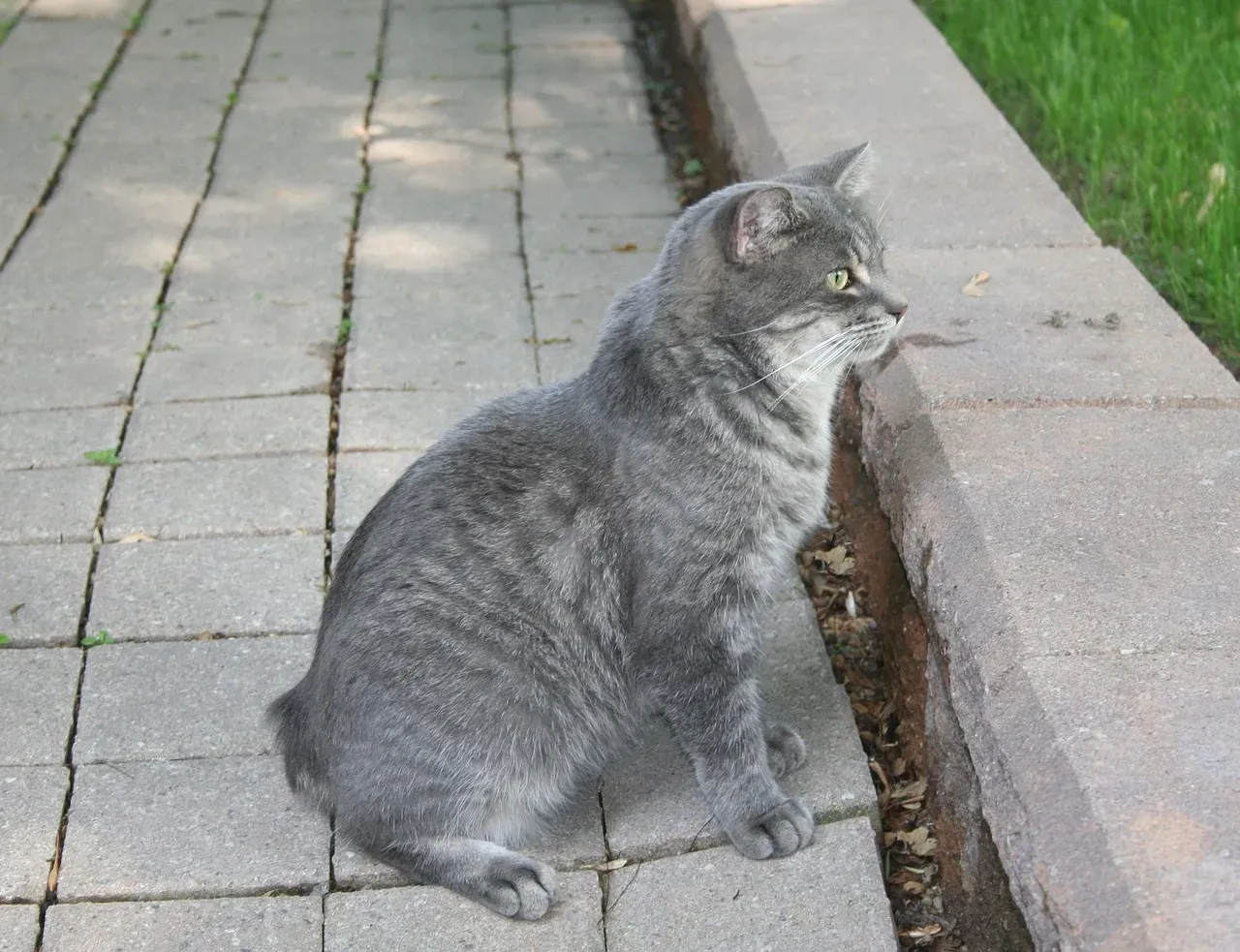 9. Manx Cats: The Tailless Wonders (Image Credits: Pixabay)