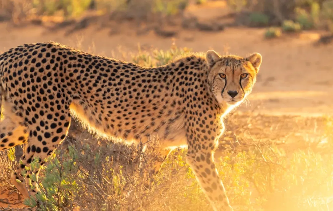 #4 Cheetahs survived an ancient near-extinction that still shapes them today (Image Credits: Unsplash)