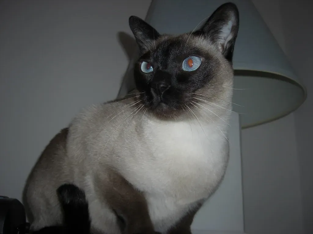#9 Tonkinese (VirtKitty, Flickr, CC BY-SA 2.0)