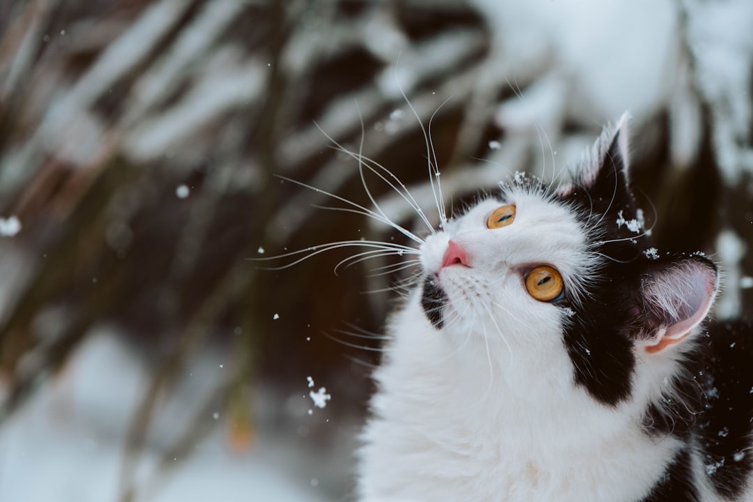 Prevent Winter Safety Hazards (Image Credits: Unsplash)