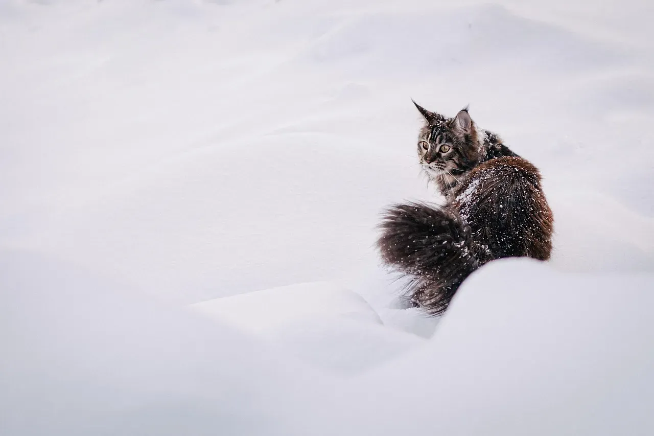 Conclusion: Choosing Your Winter Companion (Image Credits: Pixabay)