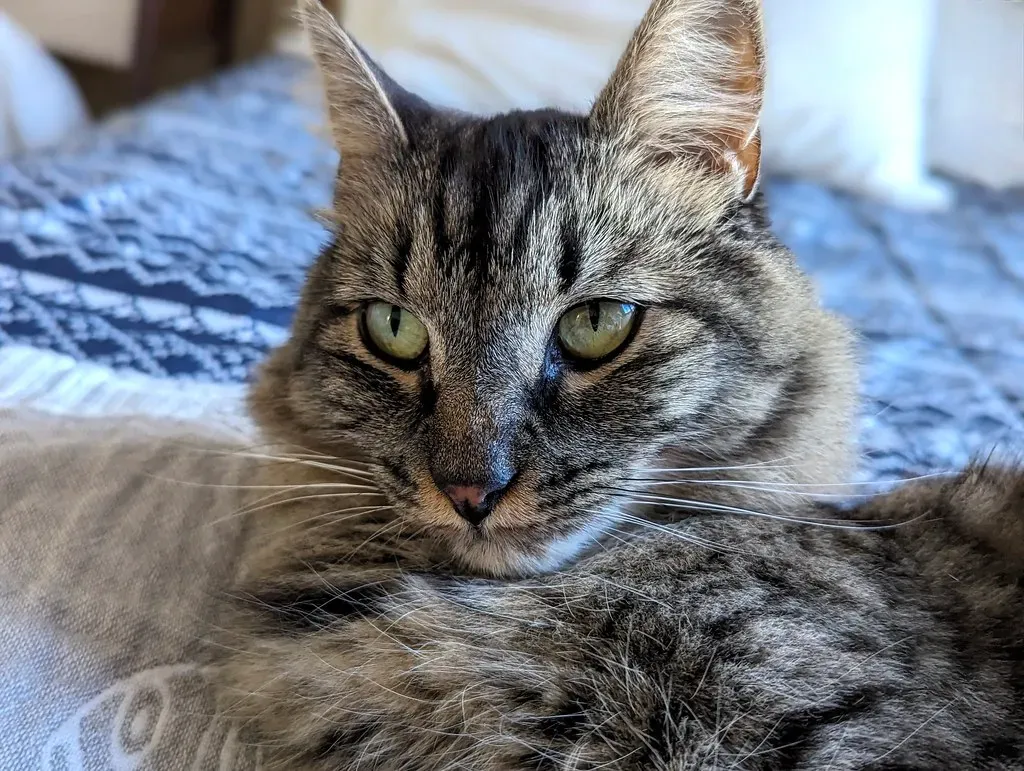 The 3 AM Zoomies Are a Lifestyle (Image Credits: Flickr)