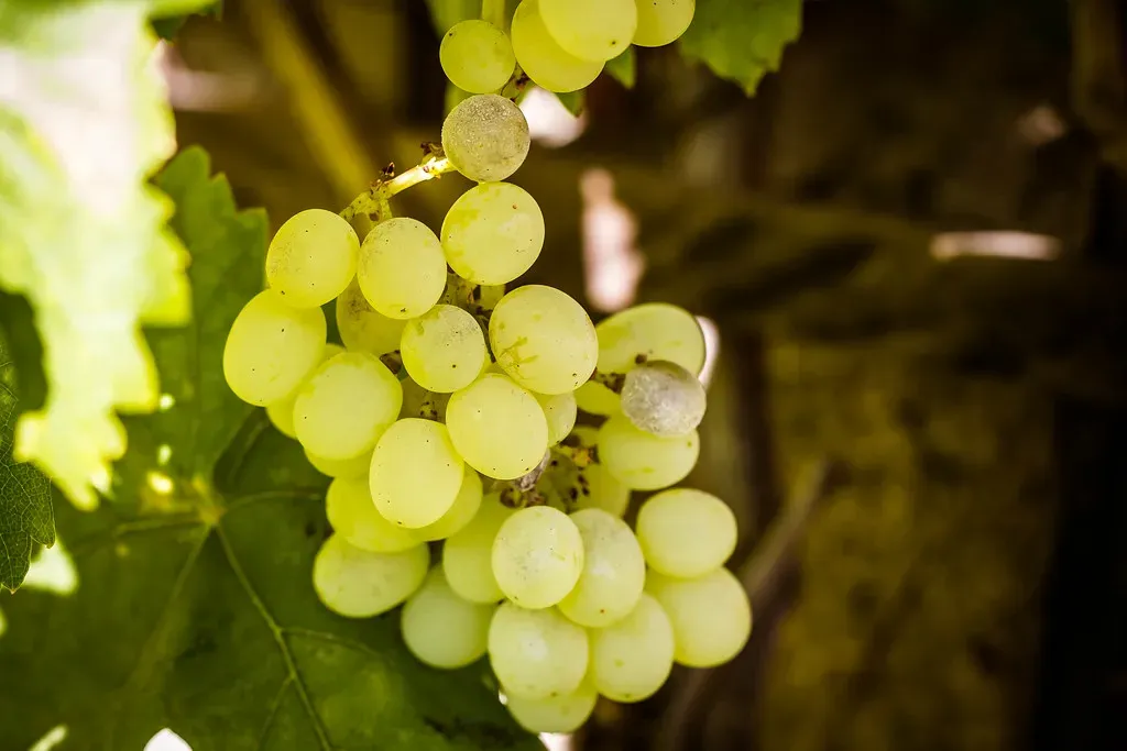 Grapes and Raisins: Tiny Fruits of Doom (Image Credits: Flickr)