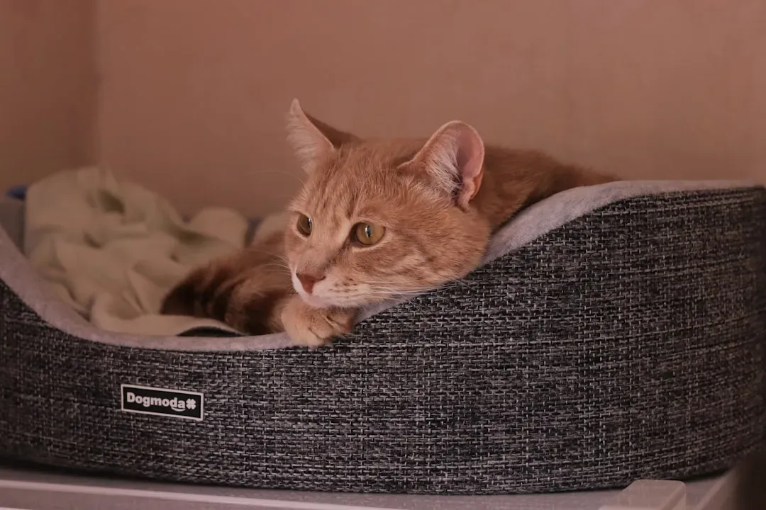 4. Heated Cat Beds: Warmth That Goes Beyond Cozy (Image Credits: Unsplash)