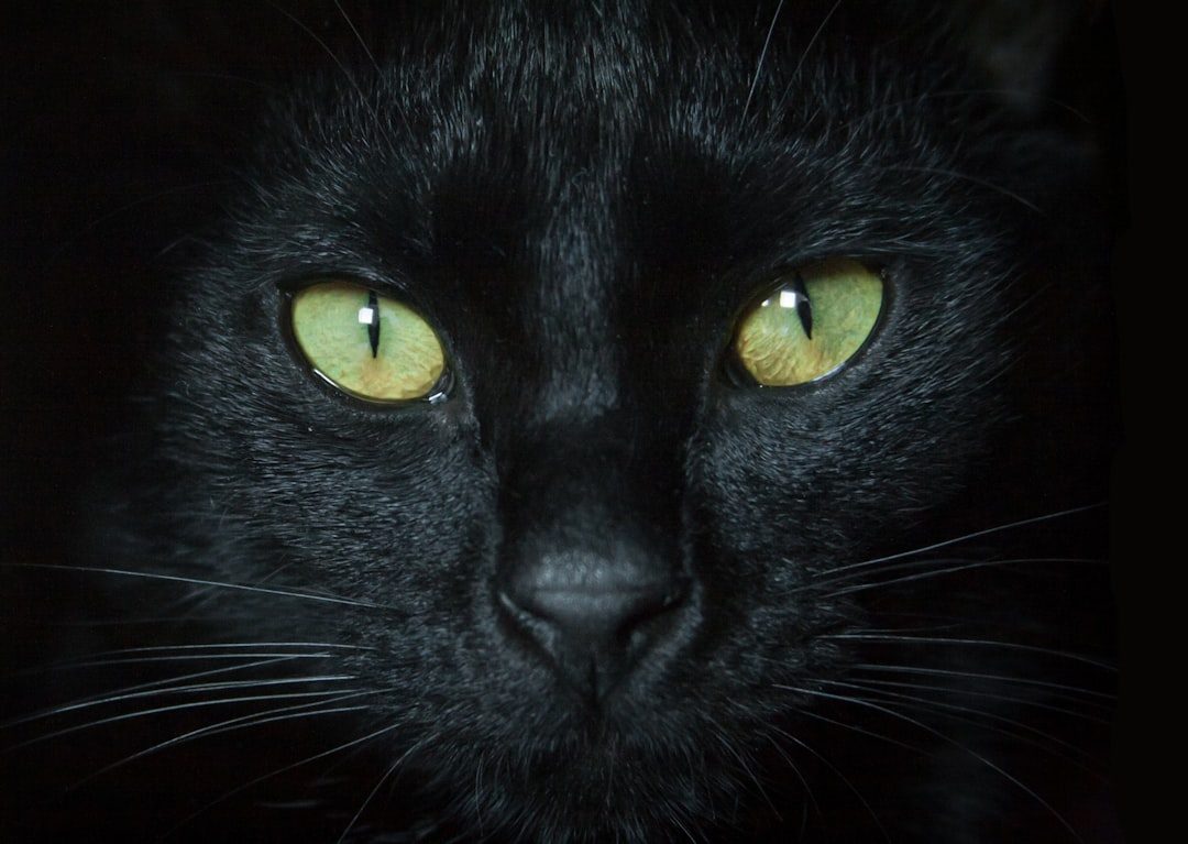 The Science Behind Those Piercing Feline Eyes (Image Credits: Unsplash)