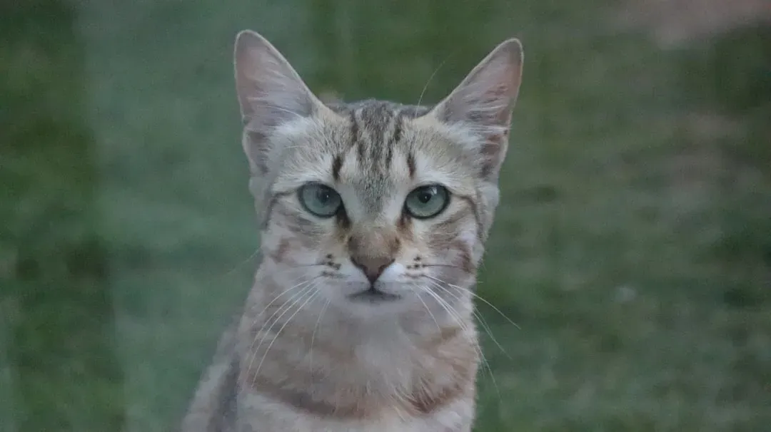 The Sheer Number of Feline Expressions Is Staggering (Image Credits: Unsplash)