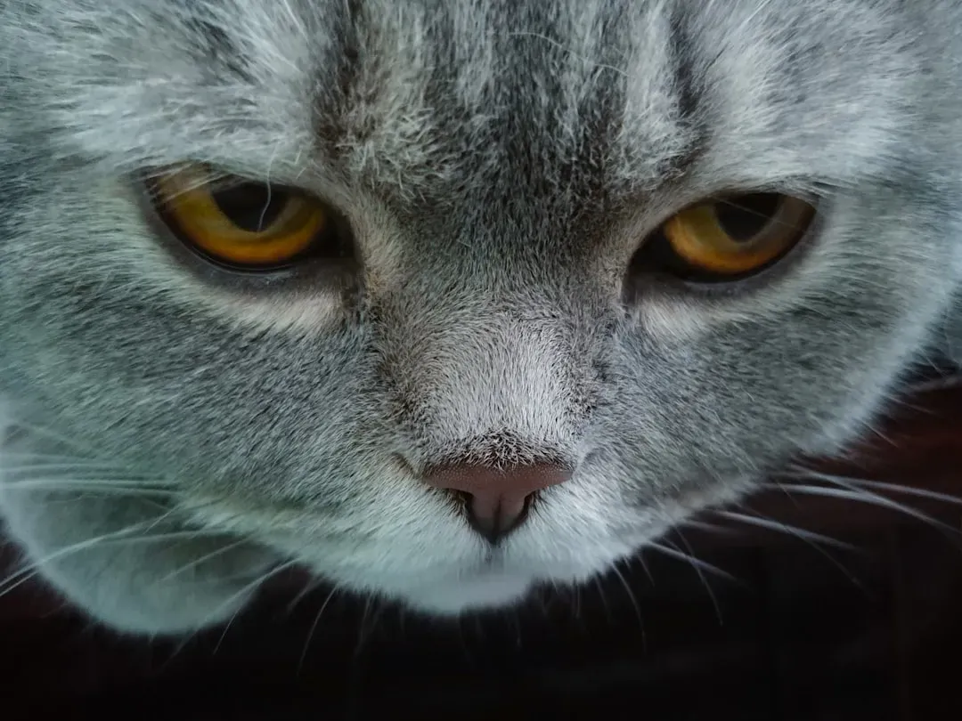 The Hard Stare: A Different Message Entirely (Image Credits: Unsplash)