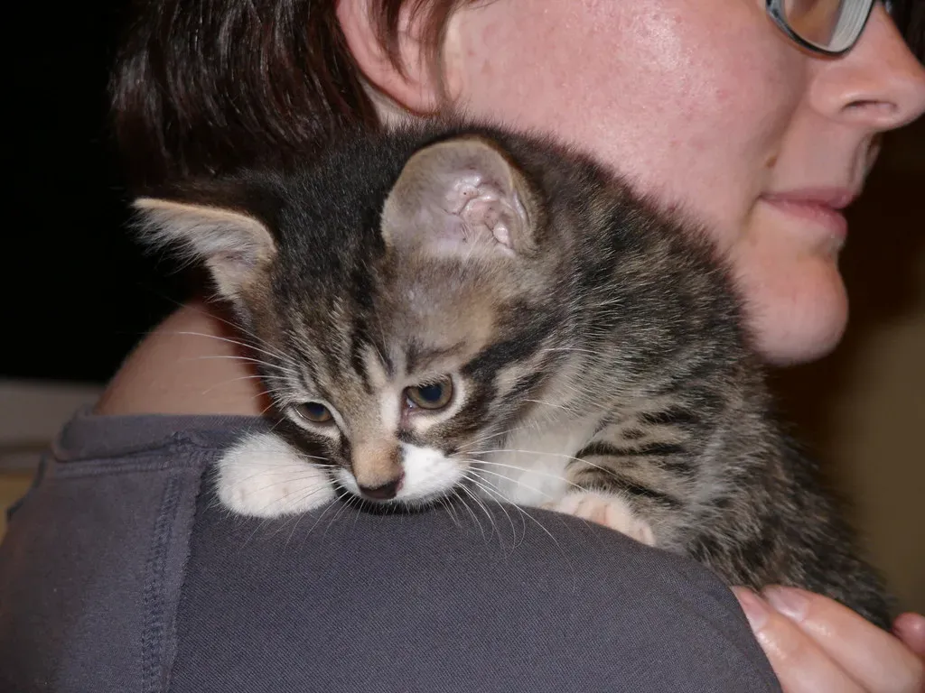 The Beautiful Complexity of Feline Affection (Image Credits: Flickr)