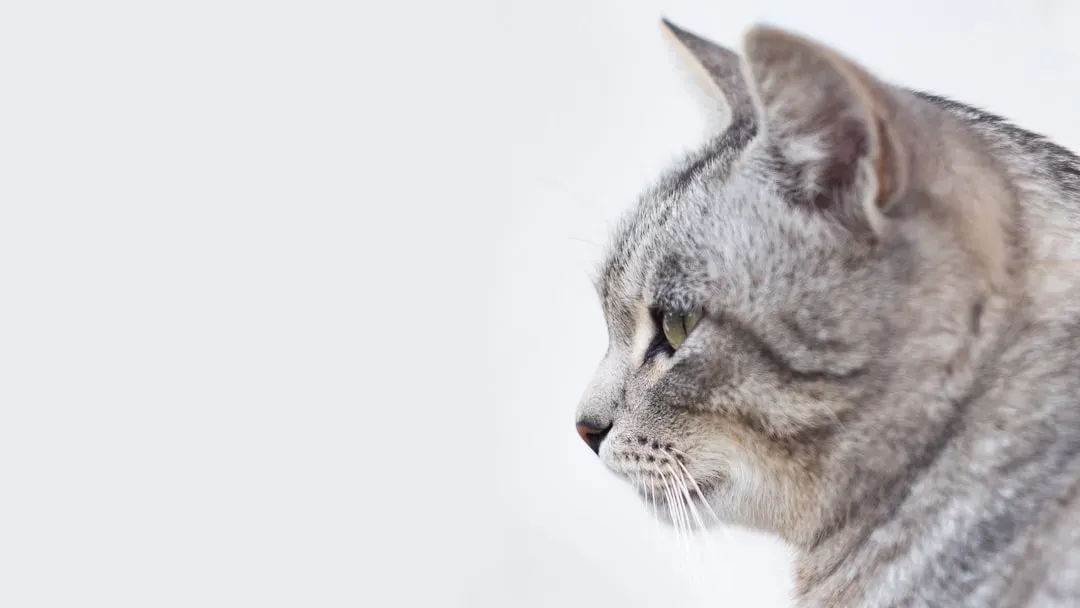 Your Cat's Brain Is Remarkably Similar to Yours (Image Credits: Unsplash)