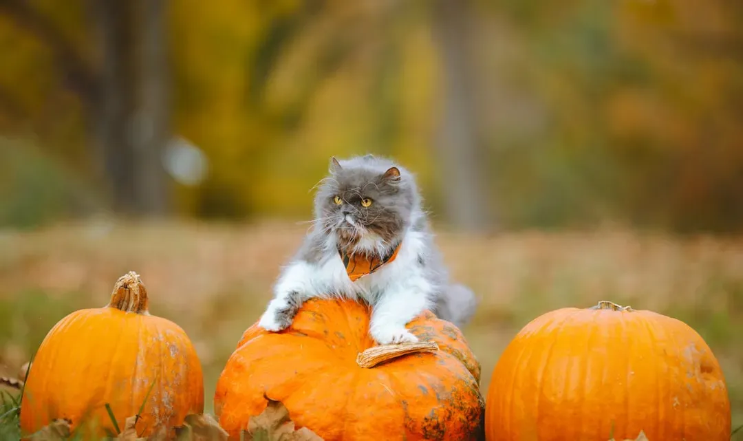 What Makes Pumpkin Beneficial for Felines? (Image Credits: Unsplash)