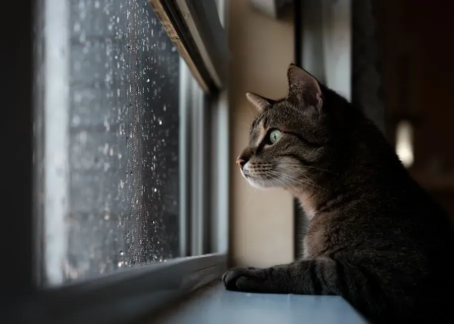 #5 Rain, snow, and moving water (Image Credits: Pexels)