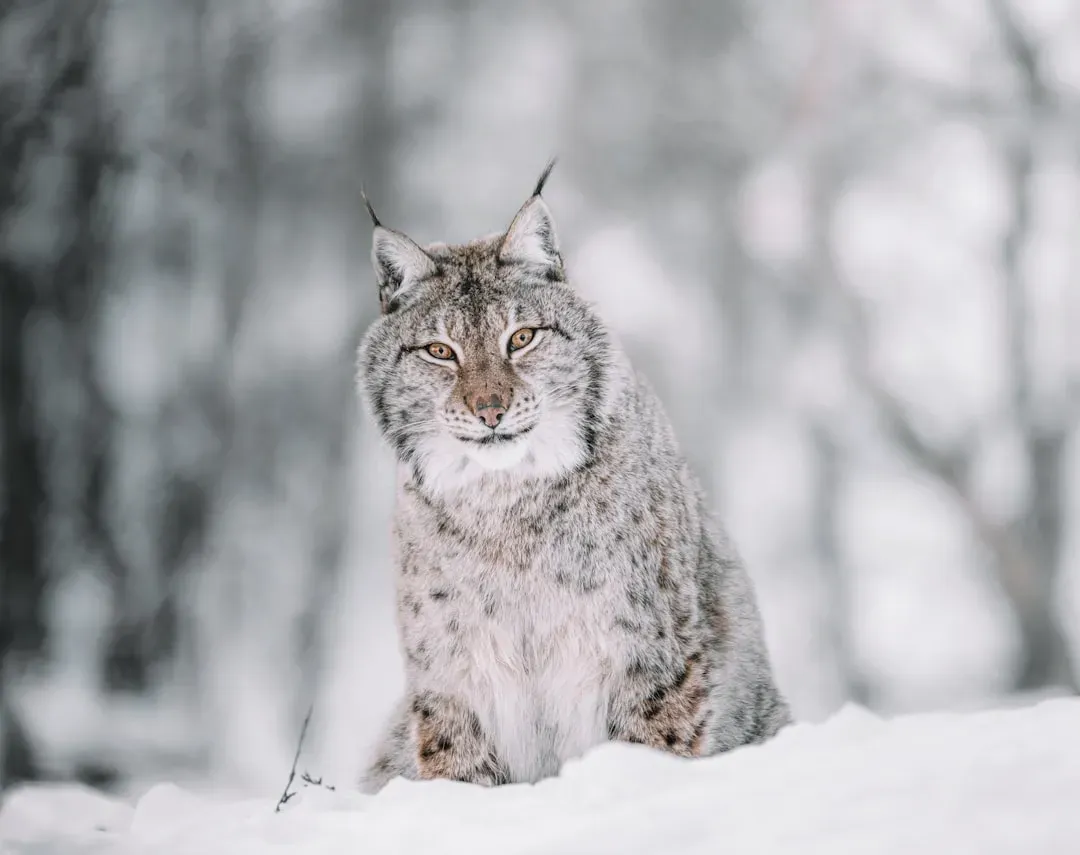 Snowshoe Paws: Nature's Most Elegant Winter Footwear (Image Credits: Unsplash)