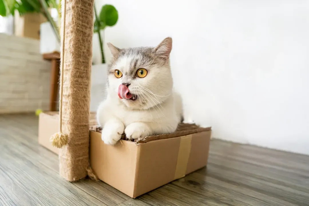 #8 - You've Accidentally Trained This Behavior Yourself (Image Credits: Unsplash)