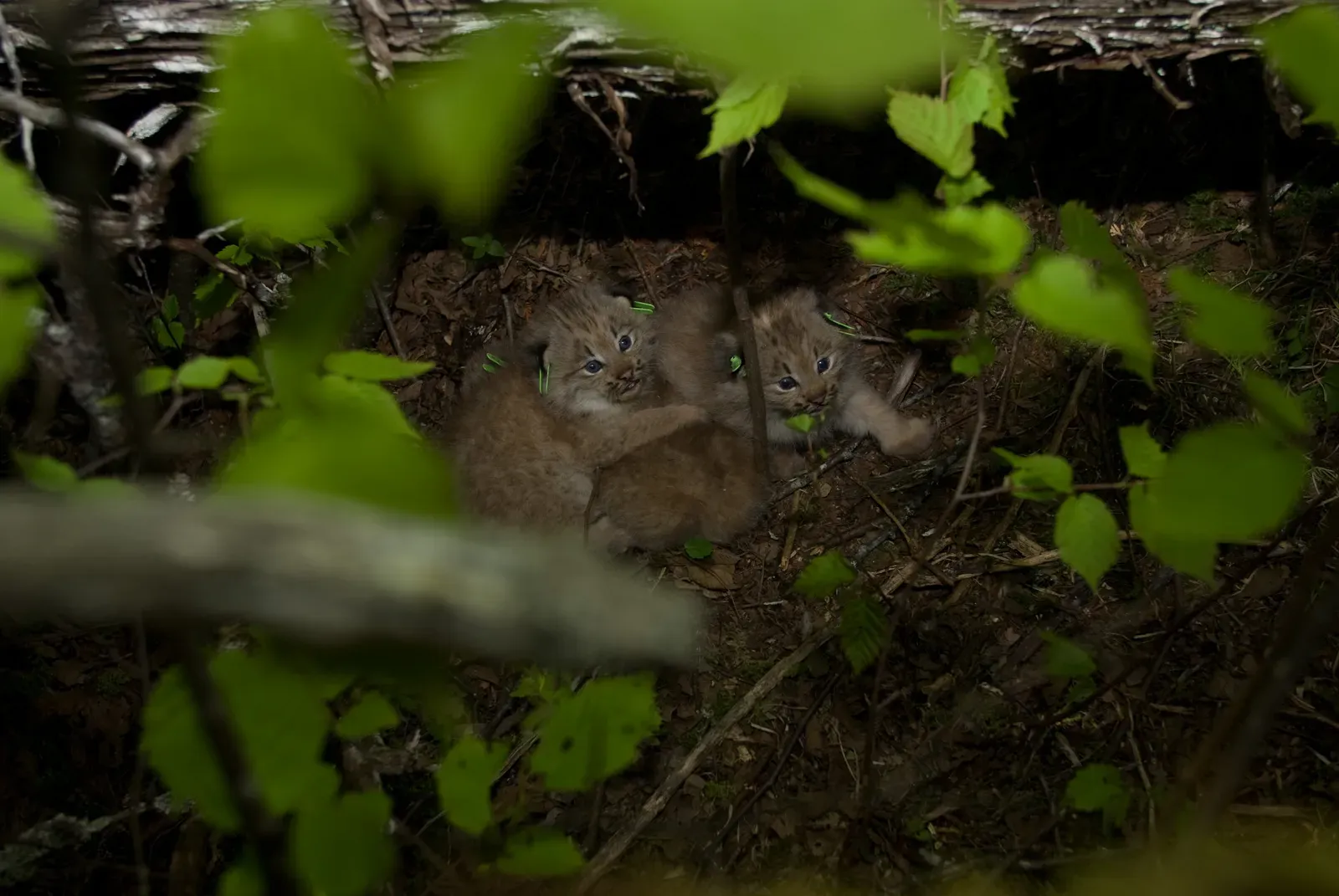 8. Raise Kittens Entirely on Wild Prey and Harsh Lessons (By U. S. Fish and Wildlife Service - Northeast Region, Public domain)