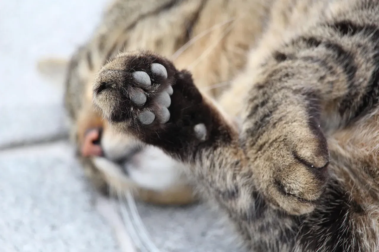 #11 - Cats Sweat Through Their Paws Only (Image Credits: Pixabay)