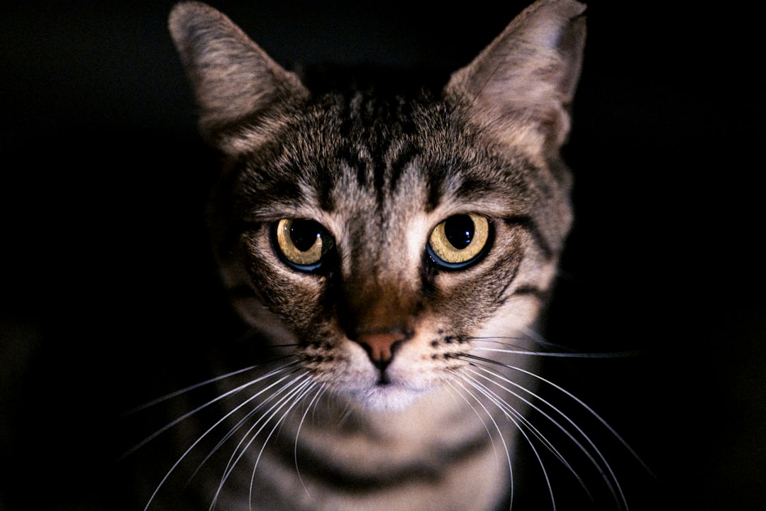 Cats Stared at Invisible Entities (Image Credits: Unsplash)