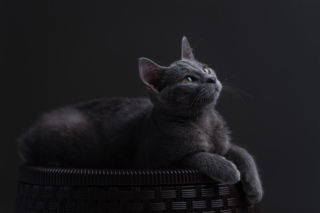 Russian Blue Cats (Image Credits: Pixabay)