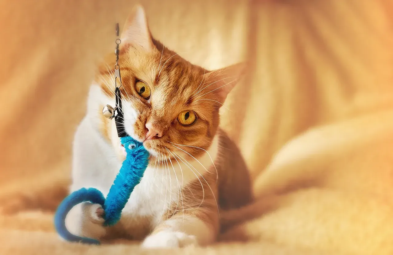 Your Cat May Think You're a Hopeless Hunter (Image Credits: Pixabay)
