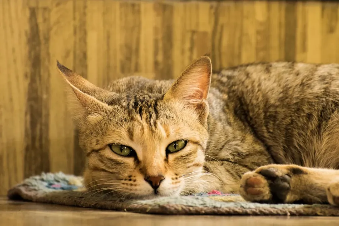 Myth 5: Behavioral Changes in Older Cats Are Just "Being Grumpy" (Image Credits: Unsplash)