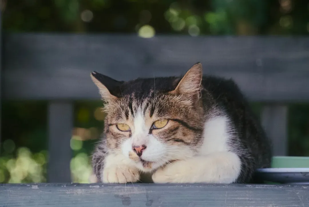 Selective Attention as a Survival Strategy (Image Credits: Unsplash)