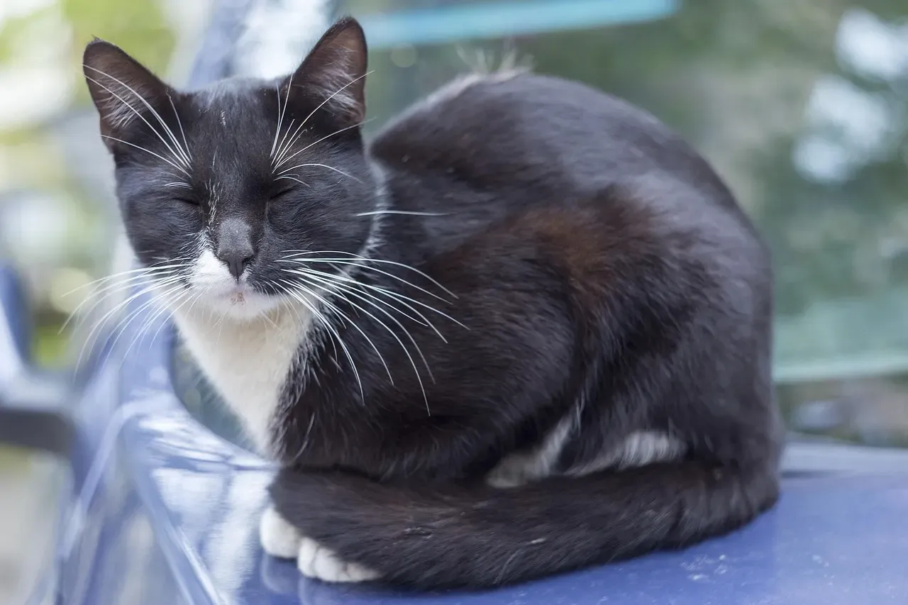 Not Every Cat Is a Slow Blinker (Image Credits: Pixabay)