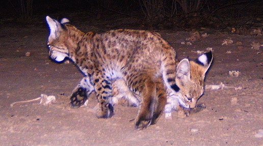 Know When to Give Bobcat Families Space (Image Credits: Wikimedia)