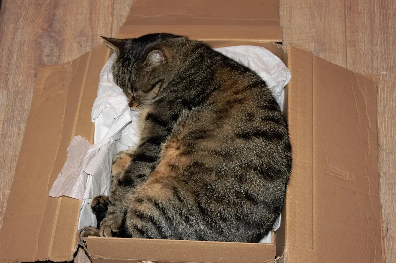 The Box Obsession Makes Perfect Sense (Image Credits: Pixabay)