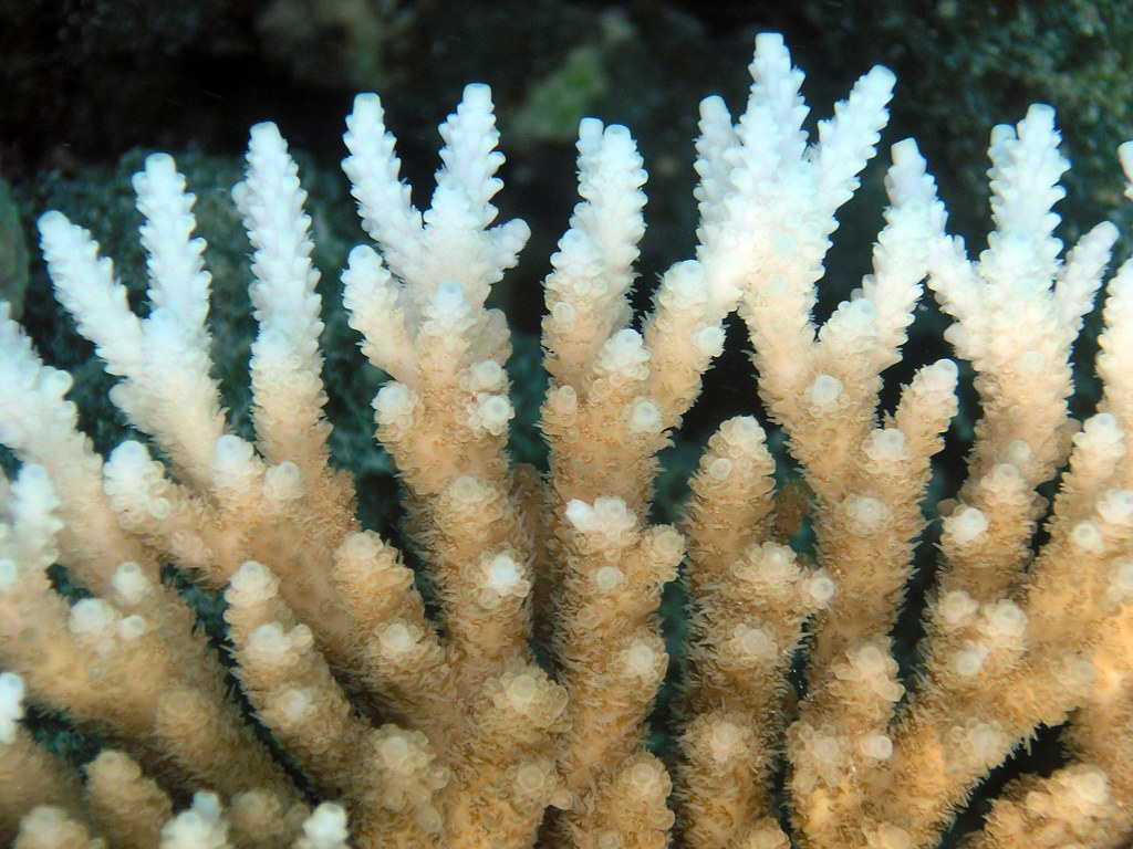 Coral Bleaching Predictions from Ancient Records (Image Credits: Flickr)