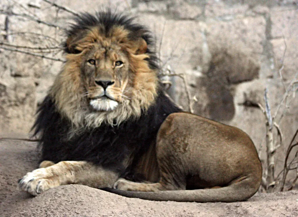 #2 Lions (cheddar-, Flickr, CC BY-SA 2.0)