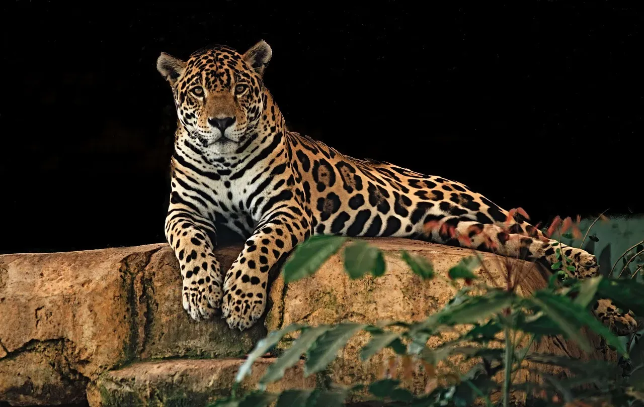 #10. Their numbers are declining even though they remain widespread (Image Credits: Pixabay)